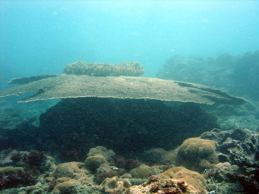 Photo_0039256_Sony_dsc-w1