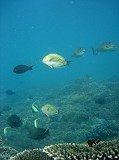 Photo_0038448_Sony_dsc-w1