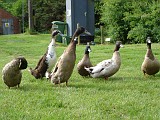 Photo_0022602_Sony_dsc-w1