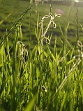 Photo_0022616_Sony_dsc-w1