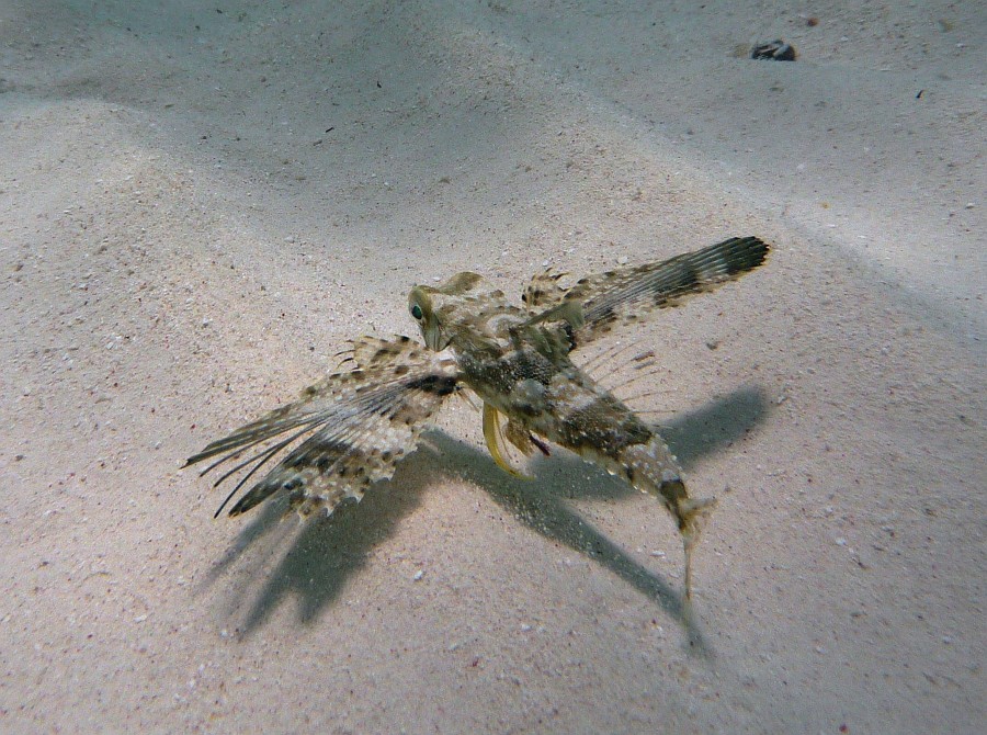 Photo_0052441_Panasonic_Lumix_TZ5