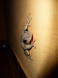 Photo_0051780_Panasonic_Lumix_TZ5