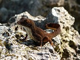 Photo_0051784_Panasonic_Lumix_TZ5