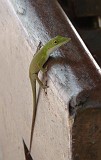 Photo_0052251_Panasonic_Lumix_TZ5