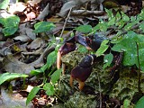 Photo_0054816_Panasonic_Lumix_TZ5