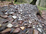 Photo_0076765_Canon_G10