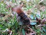 Photo_0076804_Canon_G10