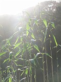 Photo_0068496_Canon_G10