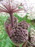 Photo_0069751_Canon_G10