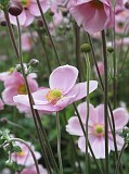 Photo_0069882_Canon_G10