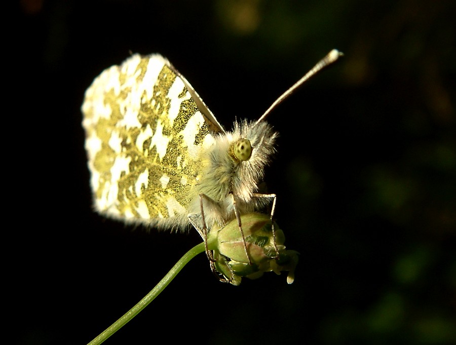 Photo_0015113