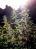 Photo_0067937_Canon_G10