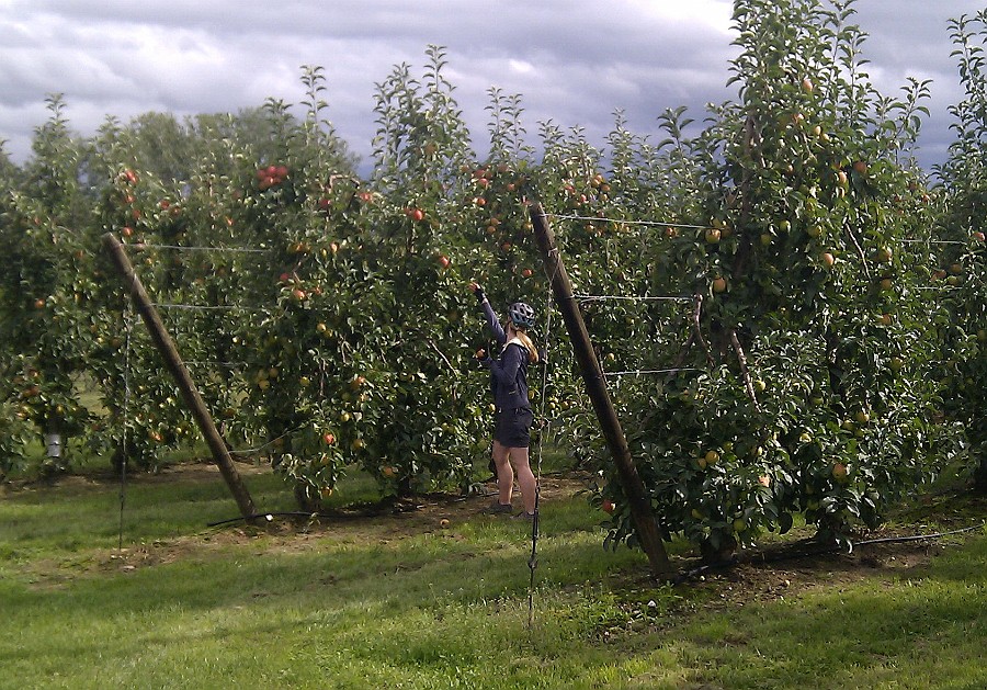 Photo_0079484_HTC_Desire