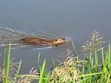 Photo_0079525_Canon_G10
