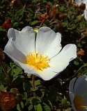 Photo_0022185_fuji_s602z