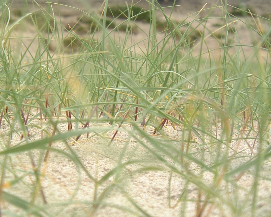 APhoto_0000921