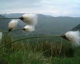 Ireland1