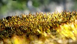 Photo_0077179_Canon_G10