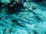 Photo_0073295_Canon_G10
