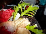 Photo_0087015_Panasonic_Lumix_TZ5