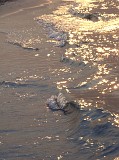 Photo_0028520_Sony_dsc-w1