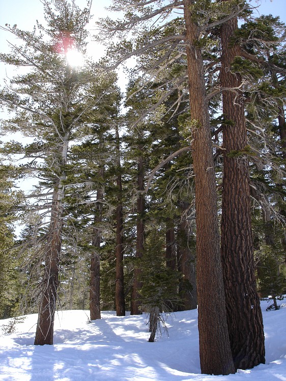 Photo_0019743_Sony_dsc-w1