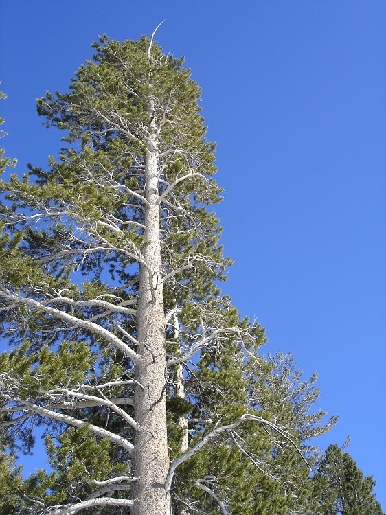 Photo_0019831_Sony_dsc-w1